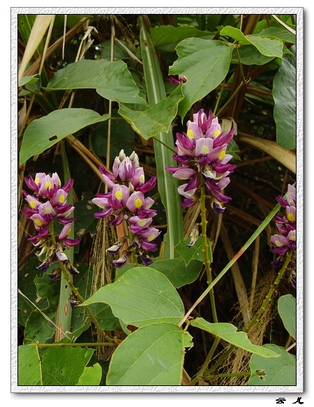 ��ɢ�Լ�������