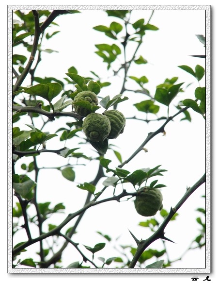 ��ɢ�Լ�������