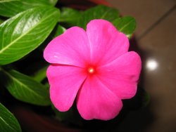 ���մ�ʢ��(p3)����ʢ��ţ