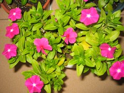 ���մ�ʢ��(p3)����ʢ��ţ