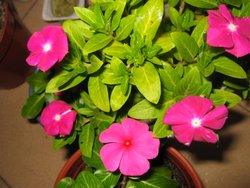 ���մ�ʢ��(p3)����ʢ��ţ