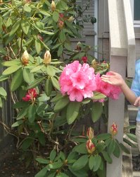 ���մ�ʢ��(p3)����ʢ��ţ