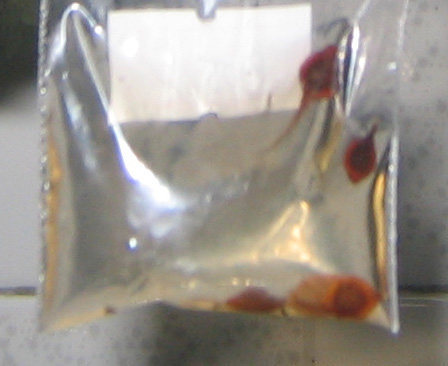 �ﲥҲ���......P13