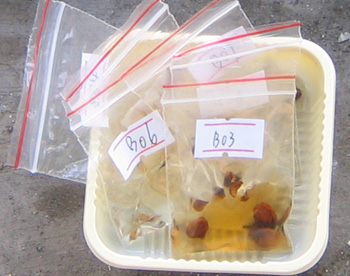 �ﲥҲ���......P13