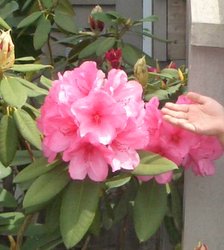 ����ͷ�����մ�ʢ��(p3)����ʢ��ţ