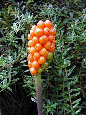 �����԰GARDENING WITH BULBS