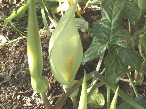 �����԰GARDENING WITH BULBS