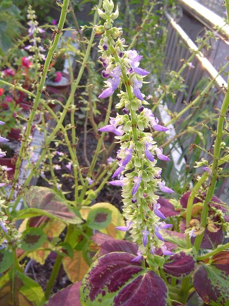 �ݻ����Ŷӣ���л�������������ӵĻ��ѣ�