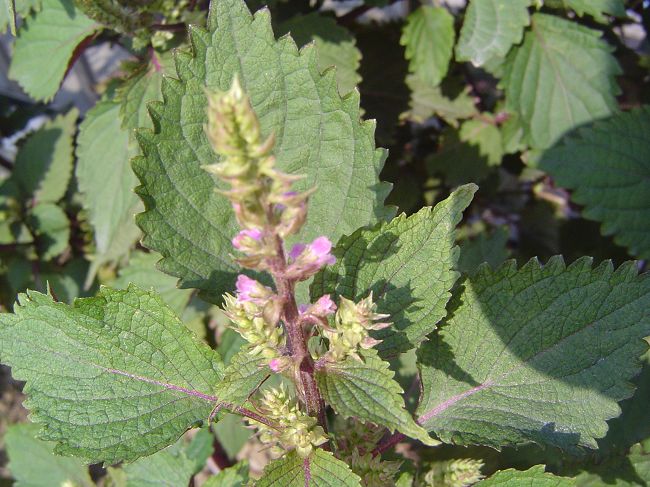 �ݻ����Ŷӣ���л�������������ӵĻ��ѣ�