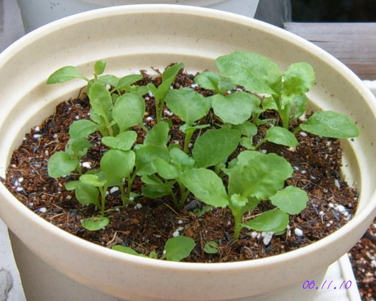 С�������ڳɳ�������β����P26��