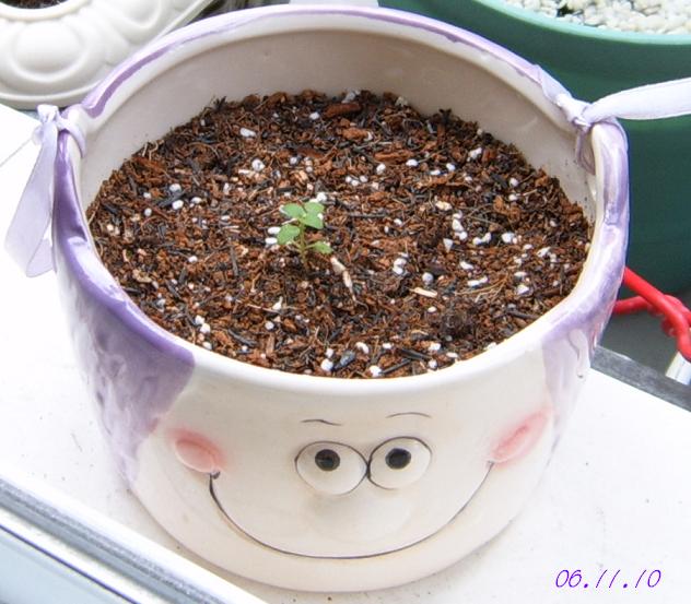 С�������ڳɳ�������β����P26��