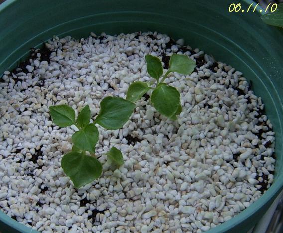 С�������ڳɳ�������β����P26��