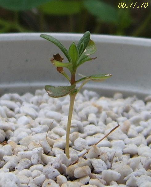 С�������ڳɳ�������β����P26��