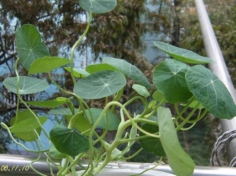 С�������ڳɳ�������β����P26��