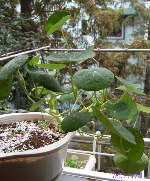 С�������ڳɳ�������β����P26��