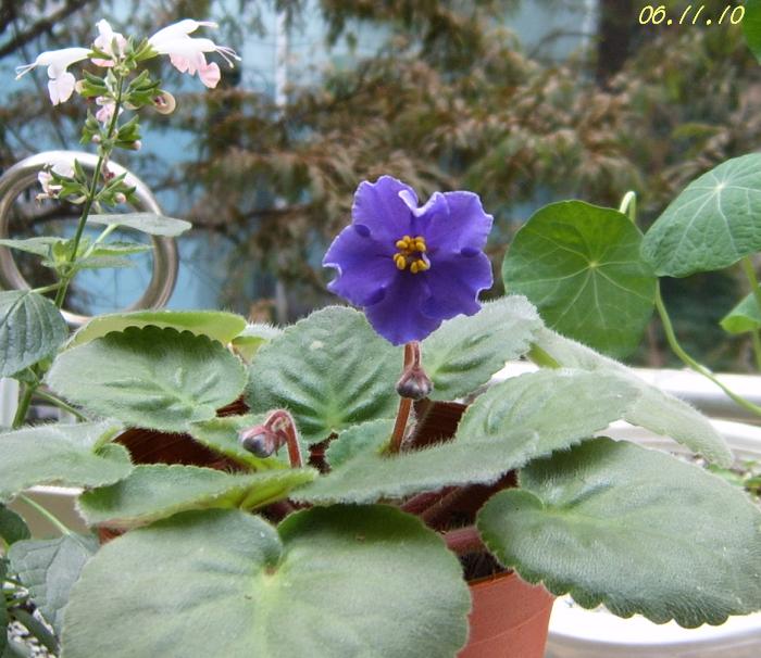 С�������ڳɳ�������β����P26��