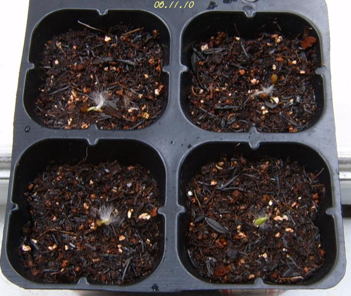 С�������ڳɳ�������β����P26��