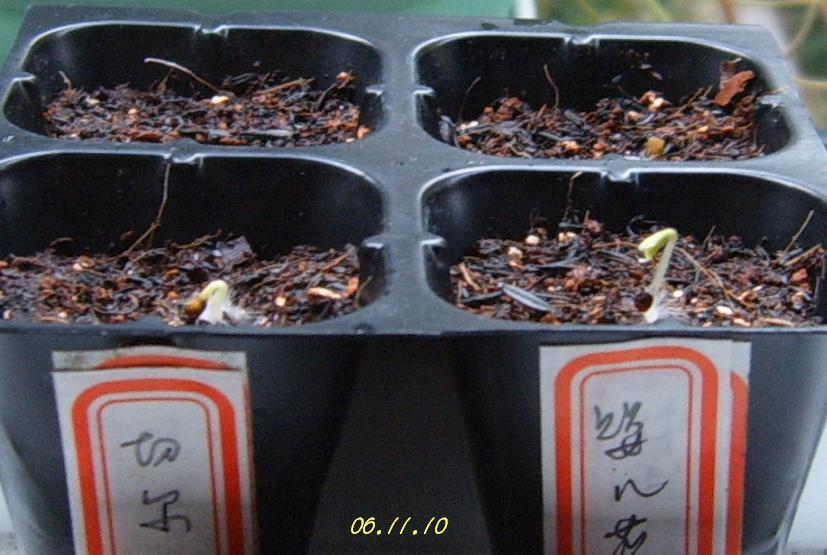 С�������ڳɳ�������β����P26��