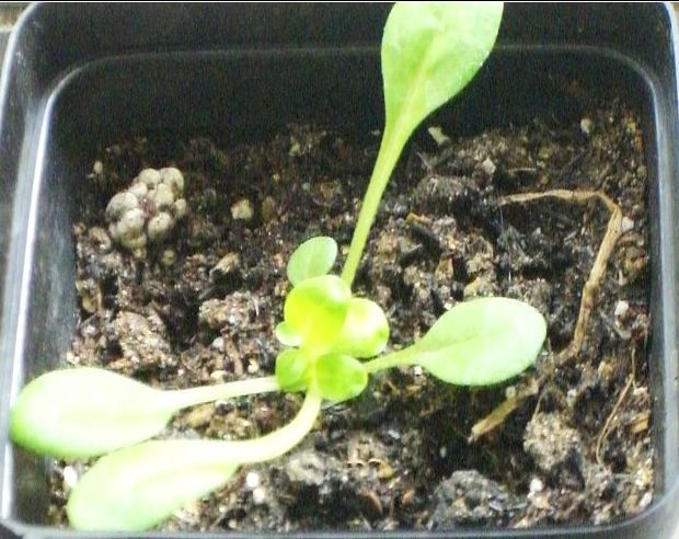 �����ֻ��ɹ�С��