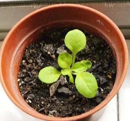 �����ֻ��ɹ�С��