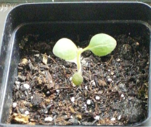 �����ֻ��ɹ�С��