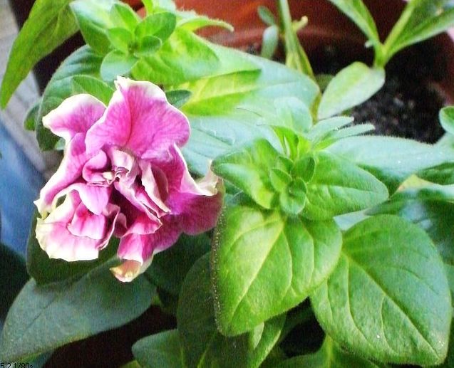 �����ֻ��ɹ�С��