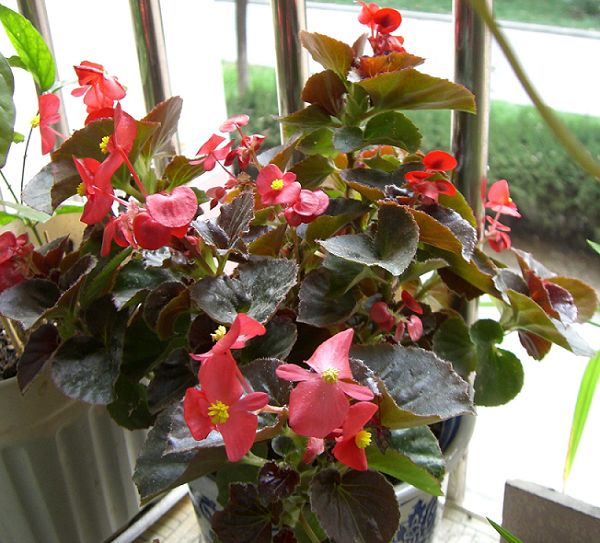 �����ֻ��ɹ�С��