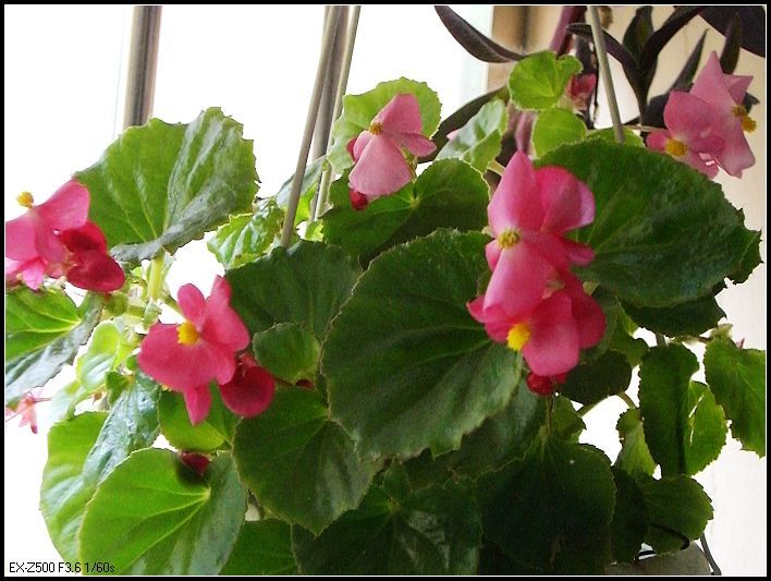 �����ֻ��ɹ�С��