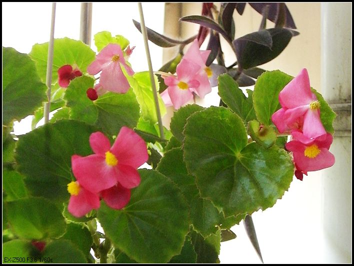 �����ֻ��ɹ�С��