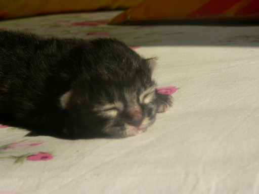 [ԭ��]�ҵĻ���---�����ɫ��*���ÿ�(P11.12.13)