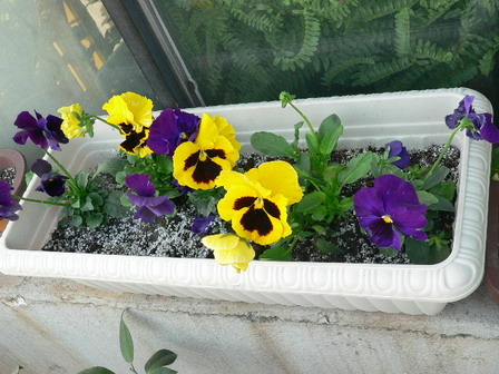 [ԭ��]�ҵĻ���---�����ɫ��*���ÿ�(P11.12.13)