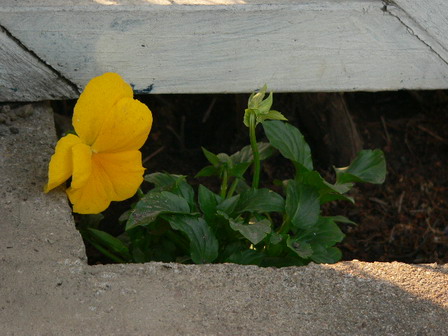 [ԭ��]�ҵĻ���---�����ɫ��*���ÿ�(P11.12.13)