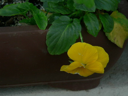 [ԭ��]�ҵĻ���---�����ɫ��*���ÿ�(P11.12.13)