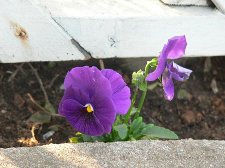 [ԭ��]�ҵĻ���---�����ɫ��*���ÿ�(P11.12.13)