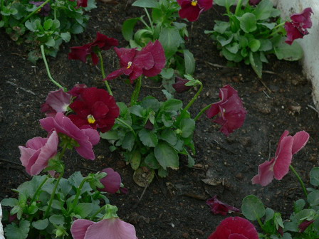 [ԭ��]�ҵĻ���---�����ɫ��*���ÿ�(P11.12.13)