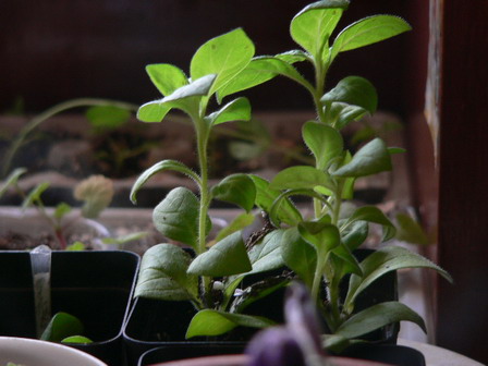 [ԭ��]�ҵĻ���---�����ɫ��*���ÿ�(P11.12.13)