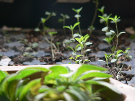 [ԭ��]�ҵĻ���---�����ɫ��*���ÿ�(P11.12.13)