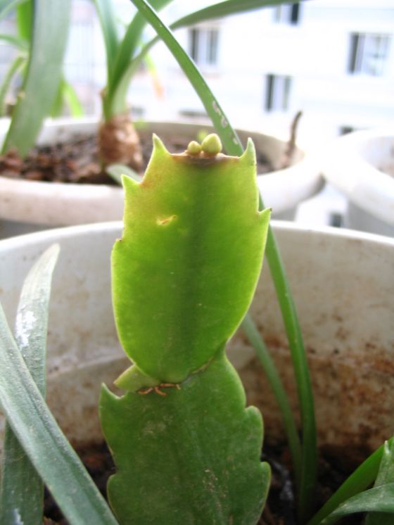 �л��������