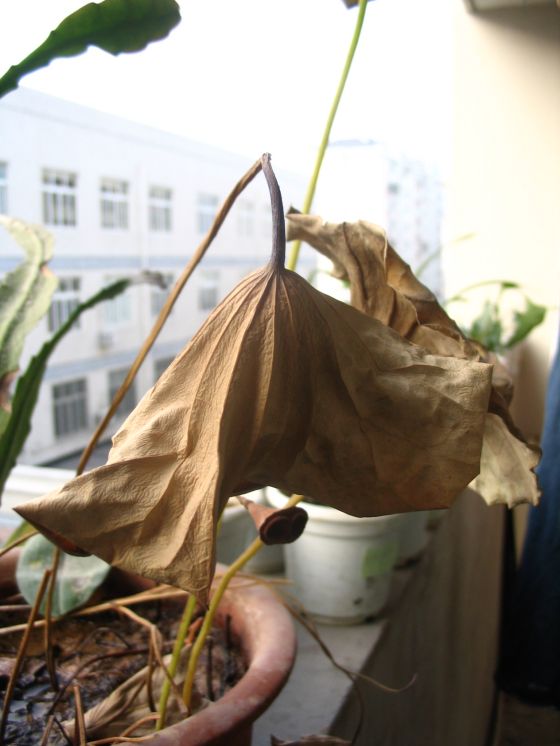 �л��������