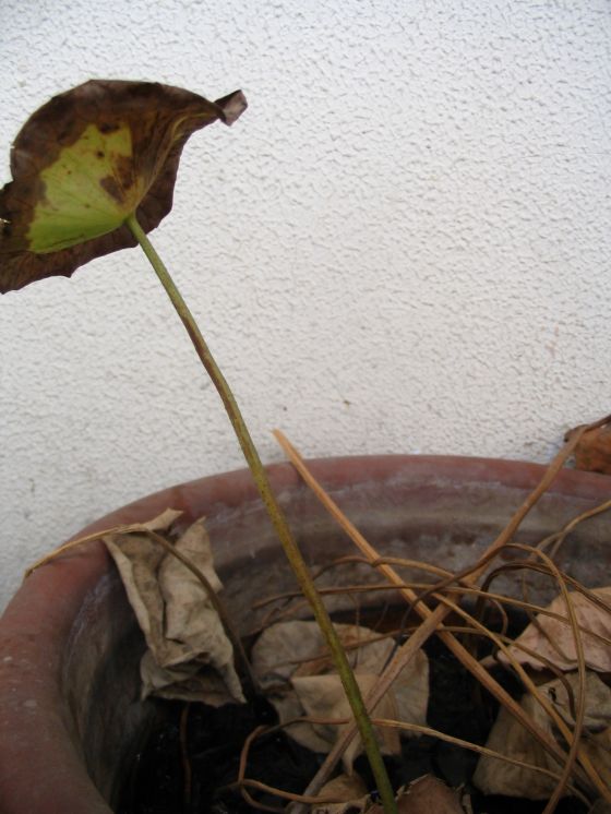 �л��������