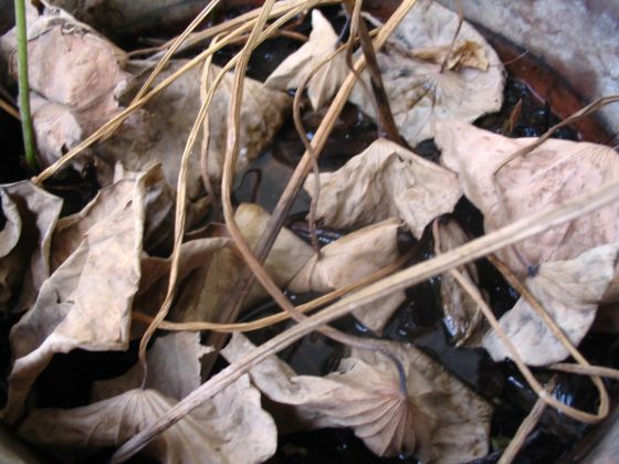 �л��������