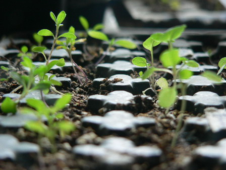 [ԭ��]�ҵĻ���---�����ɫ��*���ÿ�(P11.12.13)