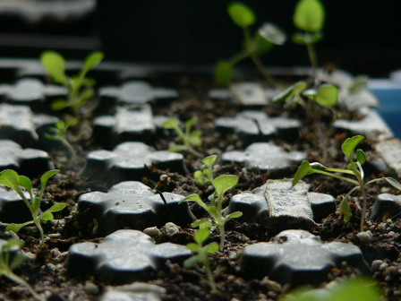 [ԭ��]�ҵĻ���---�����ɫ��*���ÿ�(P11.12.13)