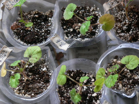 [ԭ��]�ҵĻ���---�����ɫ��*���ÿ�(P11.12.13)