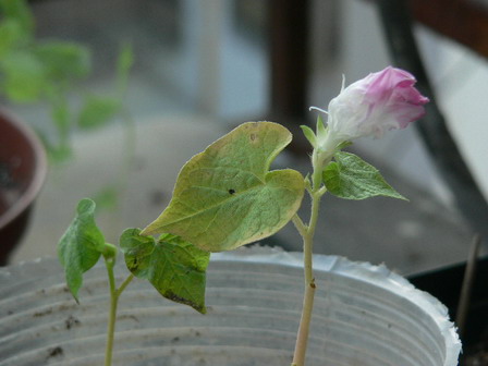 [ԭ��]�ҵĻ���---�����ɫ��*���ÿ�(P11.12.13)