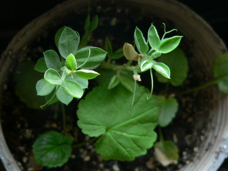 [ԭ��]�ҵĻ���---�����ɫ��*���ÿ�(P11.12.13)