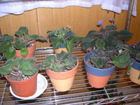 �ҵ�СС���������������´��죩