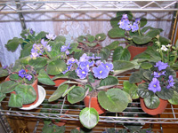 �ҵ�СС���������������´��죩