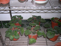 �ҵ�СС���������������´��죩