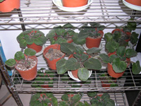 �ҵ�СС���������������´��죩